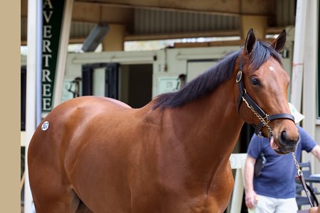 Hip 367, a Justify colt and half brother to graded stakes winner Further Ado