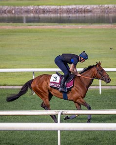 Caballo de Mar trains at Meydan Racecourse