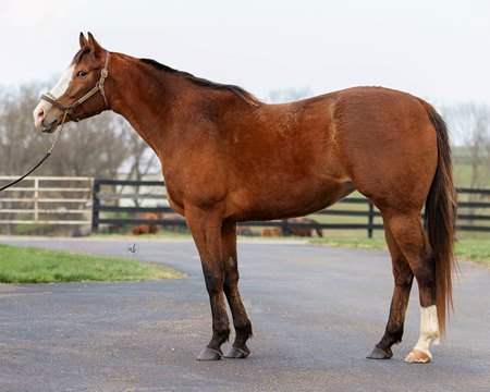 Fee, a half sister to undefeated 3-year-old colt Englishman