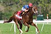 Disruptor wins the 2026 Challenger Stakes at Tampa Bay Downs