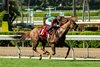 Grand Slam Smile and jockey William Antongeorgi, III win the $100,000 Irish O'Brien Stakes, Saturday, March 21, 2026 at Santa Anita Park, Arcadia CA.
© BENOIT PHOTO