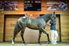 Lot 499, 2026 Inglis Premier Sale