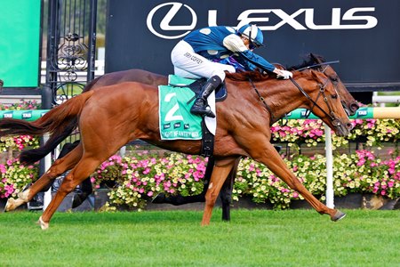 Light Infantry Man, under Harry Coffey, wins the Australian Cup at Flemington Racecourse