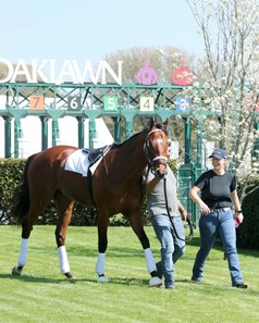Renegade paddock schooling at Oaklawn Park