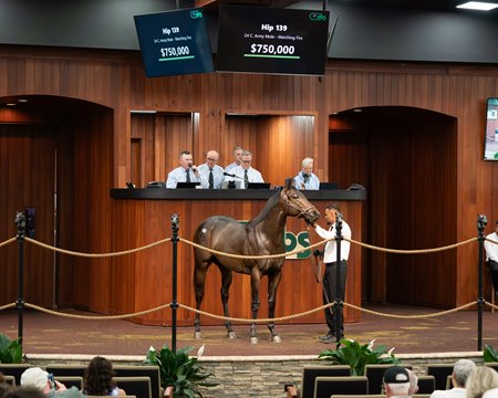 The Army Mule colt consigned as Hip 139 in the ring at the OBS March Sale