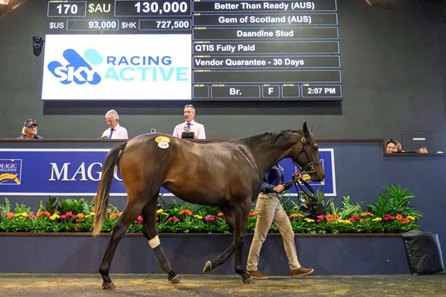 The Better Than Ready filly consigned as Lot 170 in the ring at the Magic Millions March Sale