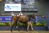 Magic Millions 2026 Gold Coast March Yearling Sale, Lot 170