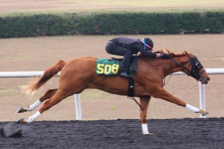 Hip 508, a filly by Drain the Clock, breezes a furlong at the under-tack show for the OBS March Sale