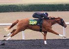 Hip 508 works 1/8 in 9.3, 2026 OBS March Sale