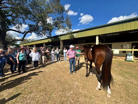 Attendees observe a horse during a TOBA pedigree and conformation clinic in Ocala, Fla