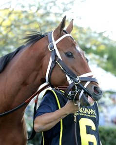 Renegade in the paddock before winning the Arkansas Derby at Oaklawn Park
