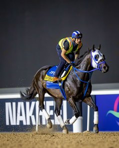 Bentornato exercises March 19 at Meydan Racecourse