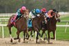 The Puma wins the 2026 Tampa Bay Derby at Tampa Bay Downs