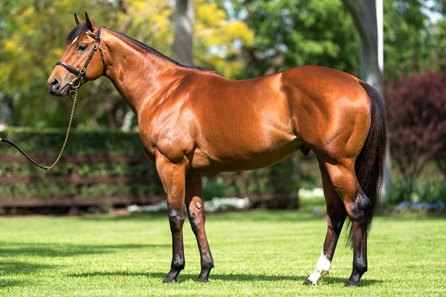 Home Affairs, sire of Guest House, at Coolmore Australia