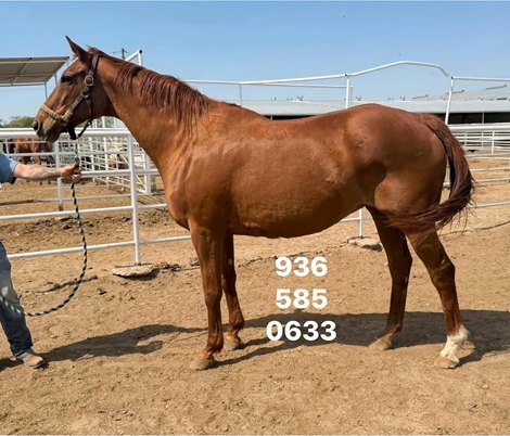 The Rescue of Ginger Brew From Texas Kill Pen