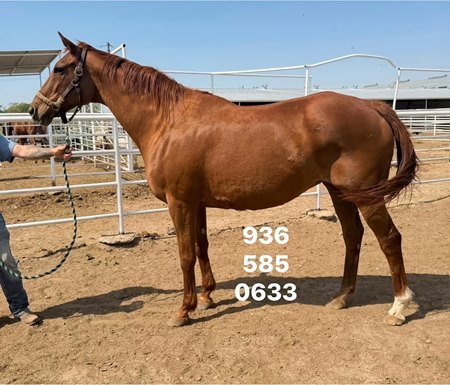 A photo of Ginger Brew posted on Facebook by Last Chance Direct Ship Horses that brokers horses headed to slaughter