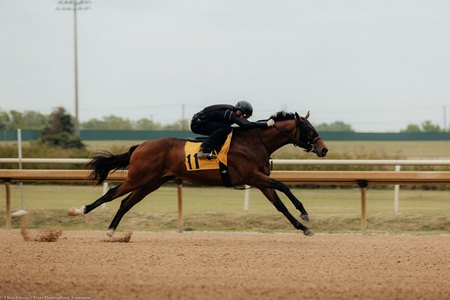 Hip 11, a colt by Known Agenda, breezes a furlong in :10 1/5 at the TTA under-tack show