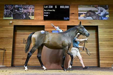The Zoustar filly, cataloged as Lot 238, in the ring at the Inglis Premier Yearling Sale