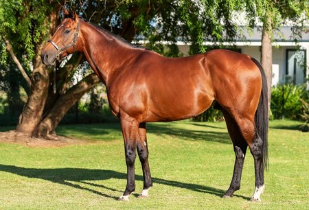 Kikkuli at Paardeberg Stud 
