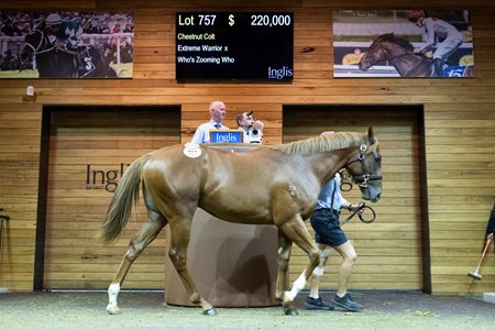 The Extreme Warrior colt, cataloged as Lot 757, in the ring at the Inglis Premier Yearling Sale