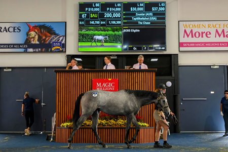The Zoustar filly consigned as Lot 67 in the ring at the Magic Millions Adelaide Sale
