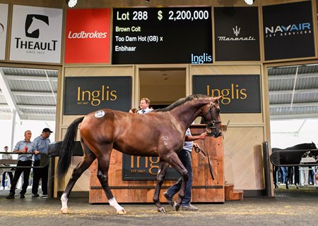 The Too Darn Hot colt, cataloged as Lot 288, in the ring at the Inglis Easter Yearling Sale