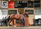 Lot 288, 2026 Inglis Easter Yearling Sale