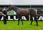 Lot 113, 2026 Inglis Digital Australia March Sale