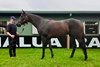 Lot 113, 2026 Inglis Digital Australia March Sale