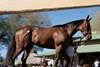 Scenics, 2026 OBS March Sale