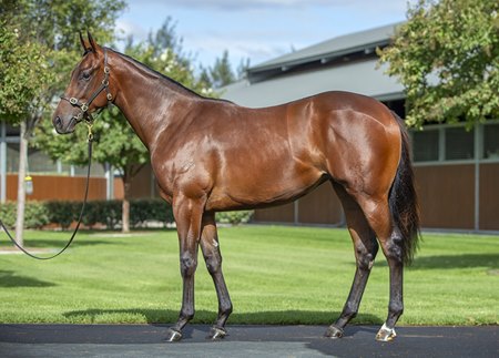 The filly by I Am Invincible, cataloged as Lot 89, at the Inglis Easter Yearling Sale