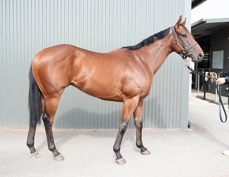 Holding Captive, consigned as Lot 78, tops the Inglis Digital Australia March (Early) Sale