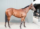 2026 Inglis Digital March (Early) Online Sale, Lot 78