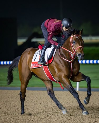 Forever Young Prepares for Dubai World Cup