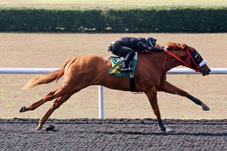 The Drain the Clock colt consigned as Hip 748 equals the track record with a quarter-mile in :20 1/5 at the under-tack show for the OBS March Sale