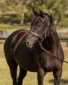 Kamea, a half sister to group 1 winner Caballus, is consigned as Lot 438 to the Inglis Australia March (Late) Sale