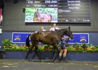 Magic Millions 2026 Gold Coast March Yearling Sale, Lot 416