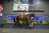 Magic Millions 2026 Gold Coast March Yearling Sale, Lot 416
