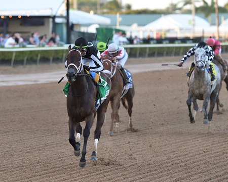 R Disaster runs away with the Hurricane Bertie Stakes at Gulfstream Park