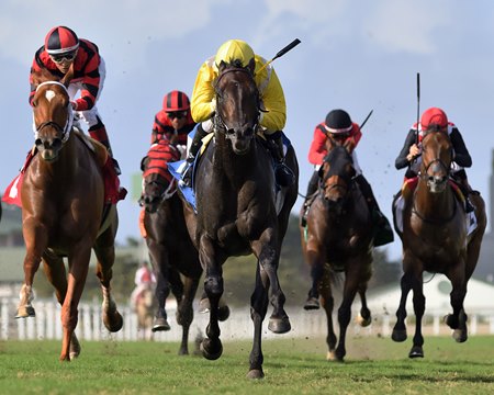 Racing at Gulfstream Park