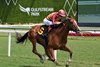 Trust Account, Maiden Win, Gulfstream Park, March 7 2026