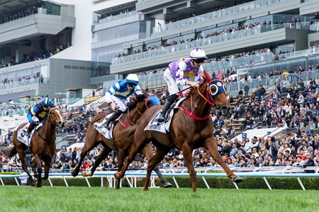  Stormy Grove wins the Hong Kong Classic Cup at Sha Tin Racecourse