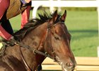 Incredibolt - Gallop - Churchill Downs - 043026