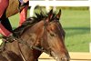 Incredibolt - Gallop - Churchill Downs - 043026