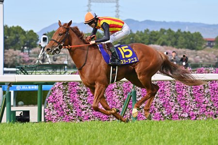Star Anise wins the Oka Sho at Hanshin Racecourse