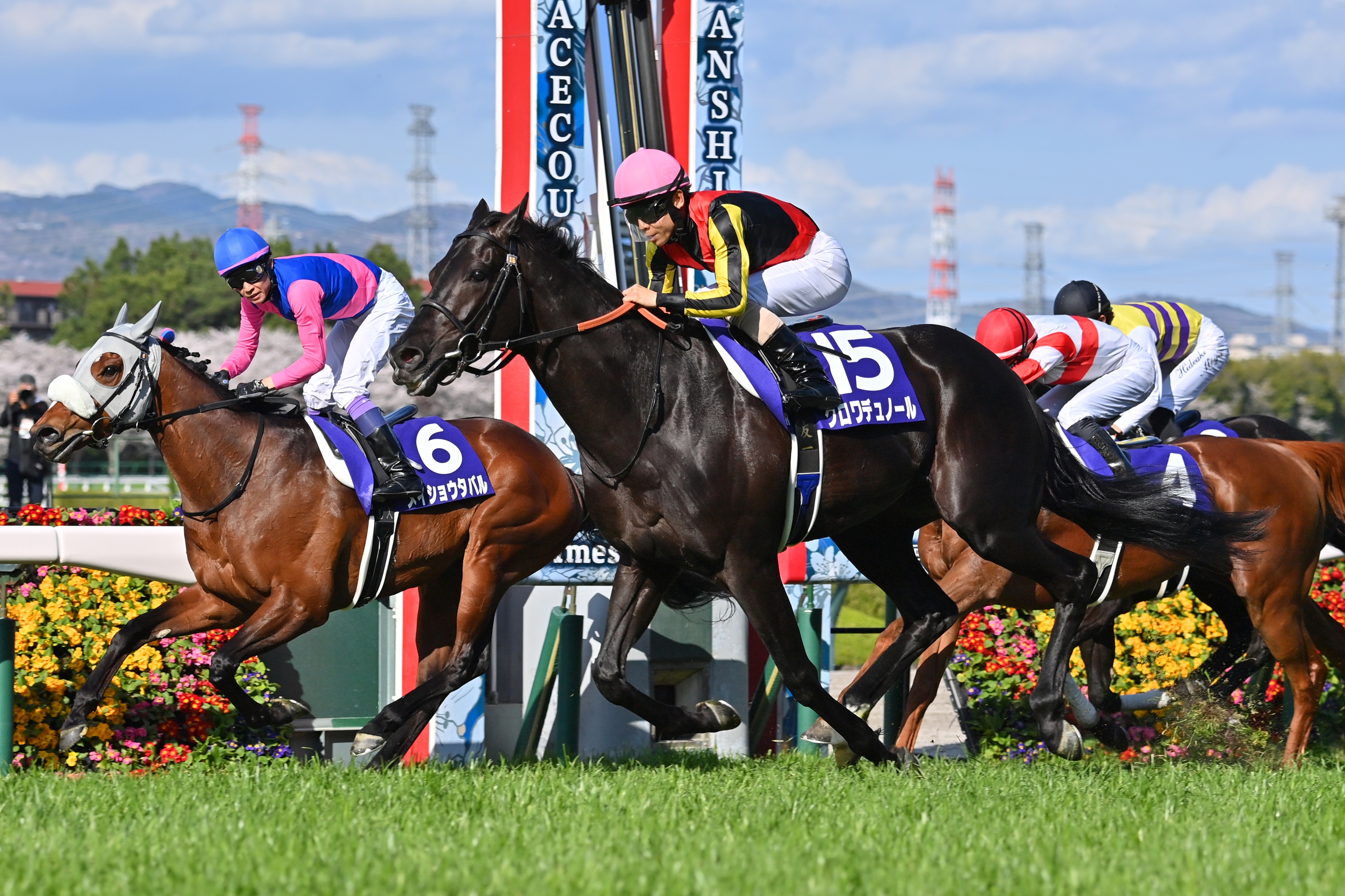 Croix du Nord (JPN) - Horse Profile - BloodHorse