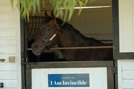 I Am Invincible at Yarraman Park Stud