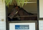 I Am Invincible at Yarraman Park Stud