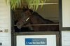 I Am Invincible at Yarraman Park Stud
