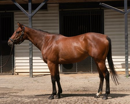 Citizen Judy, Hip 15, at the 2026 Fasig-Tipton April Digital Sale